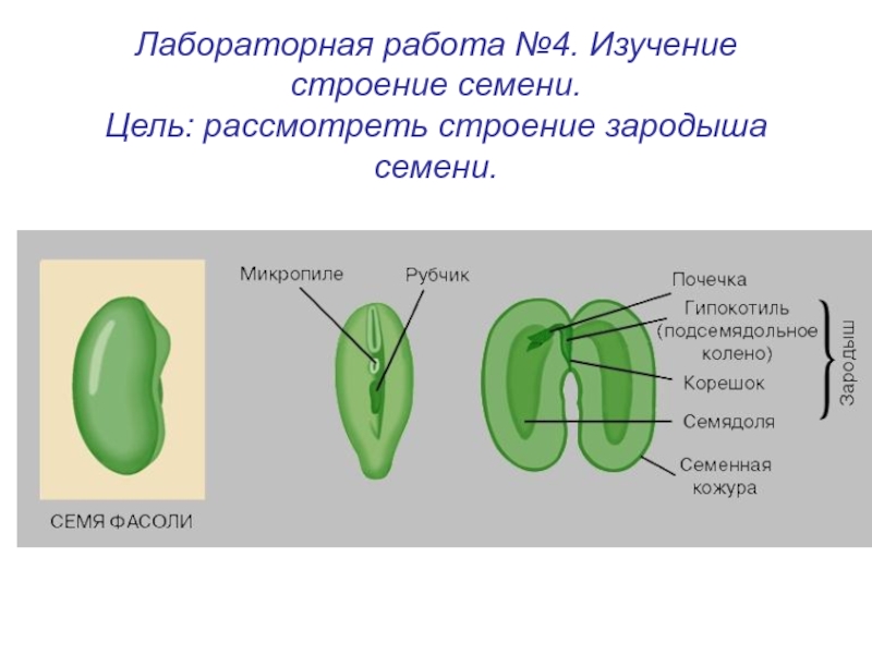 Презентация 6 класс строение семян пасечник 6 класс