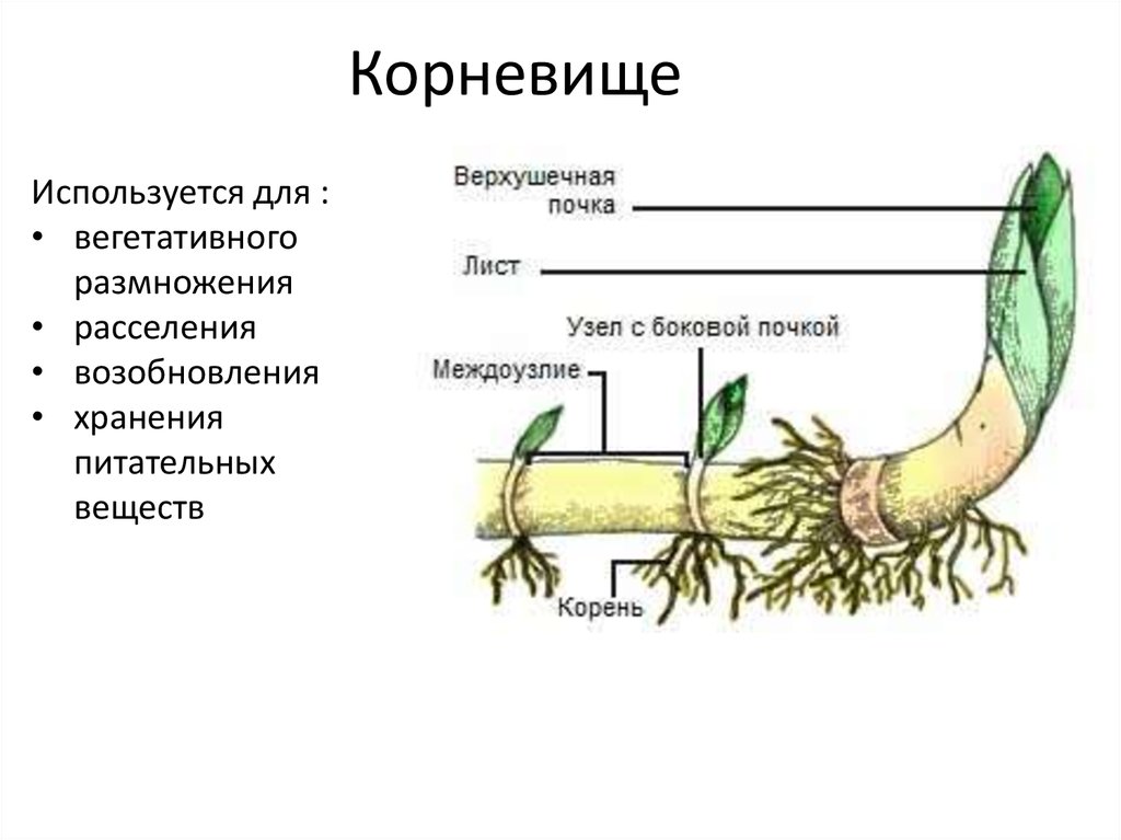 Подпишите рисунок как доказать что клубень является видоизменением побега а не корня