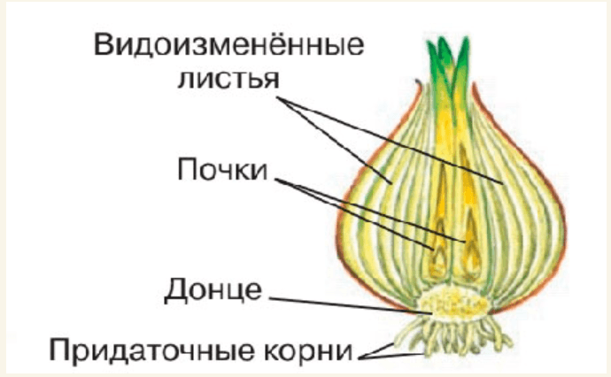 Схема строения луковицы