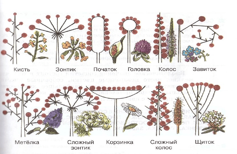 На рисунке представлены разные типы