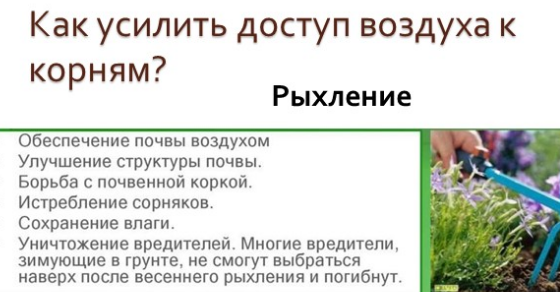 Почему рыхление называют сухой поливкой кратко