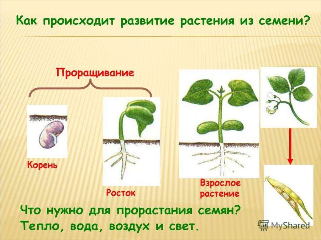 На рисунке изображен проросток фасоли в разные периоды времени какое