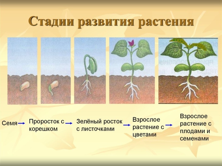 Моделью каких условий прорастания семян в естественной среде выступает горох убранный в шкаф