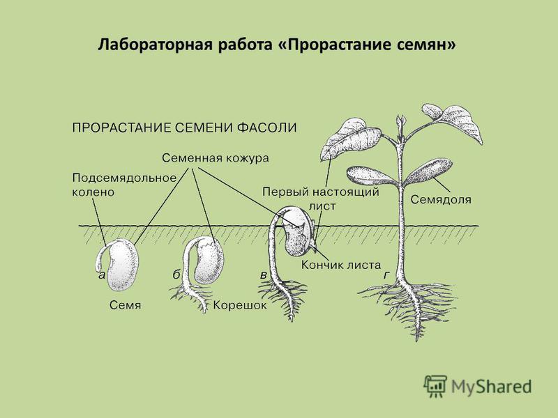 Условия семян