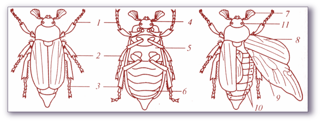 Строение насекомого майского жука. Строение насекомых Майский Жук. Внешнее строение майского жука. Внешнее строение насекомого Майский Жук. Внешнее и внутреннее строение насекомых Майский Жук.