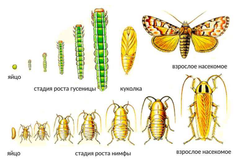 ПР №11 Ознакомление с различными типами развития насекомых (на примере  коллекций) 8 класс
