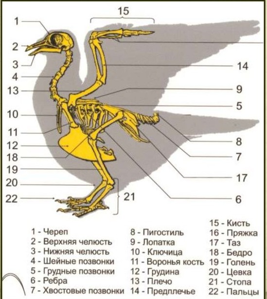 Название костей скелета птицы