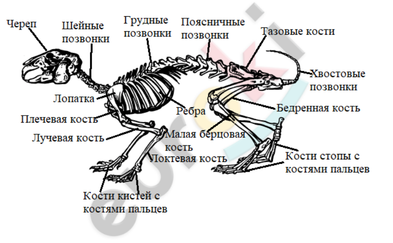 Скелет млекопитающего 7 класс биология. Скелет млекопитающих 7 класс. Скелет собаки 7 класс млекопитающие. Строение скелета млекопитающих 7 класс биология.