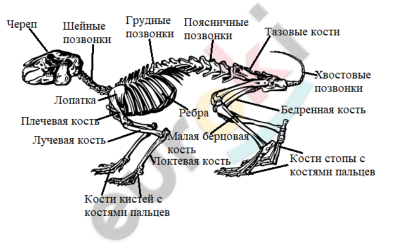 С позвоночником череп сочленяется при помощи. Скелет млекопитающего 7 класс биология. Скелет млекопитающих схема биология 7 класс. Схема строения скелета млекопитающих. Скелет млекопитающего 7 класс собака.