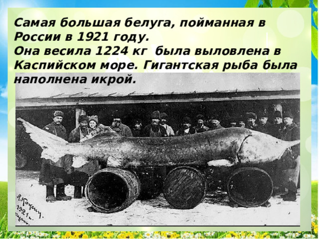 Самая большая белуга, пойманная в России в 1921 году. Она весила 1224 кг была выловлена в Каспийском море. Гигантская рыба была наполнена икрой. 