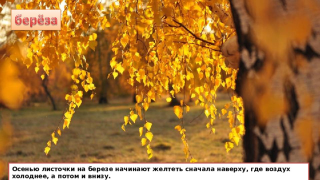 Осенью листочки на березе начинают желтеть сначала наверху, где воздух холоднее, а потом и внизу. 