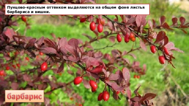 Пунцово-красным оттенком выделяются на общем фоне листья барбариса и вишни. 
