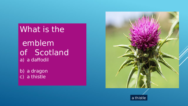 What is the  emblem of Scotland a daffodil a dragon a thistle a thistle 
