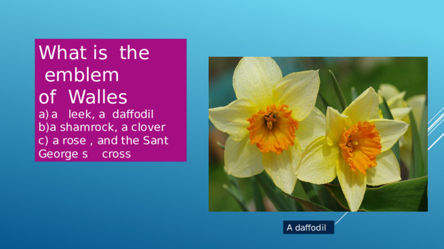 What is the  emblem of Walles a leek, a daffodil b)a shamrock, a clover c) a rose , and the Sant George s cross A daffodil 