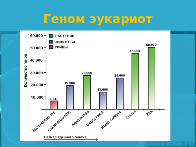 Геном эукариот 