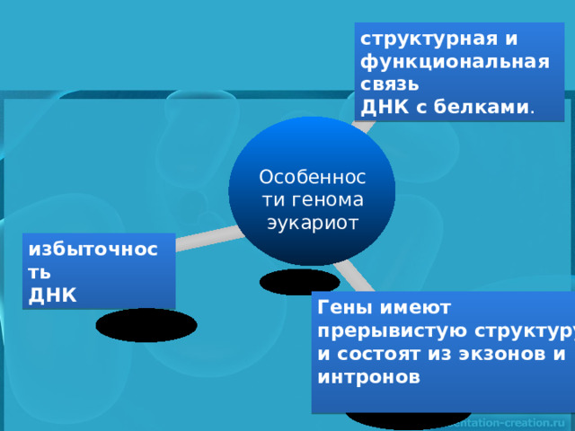  структурная и функциональная связь ДНК с белками . Особенности генома эукариот избыточность ДНК Гены имеют прерывистую структуру и состоят из экзонов и интронов 