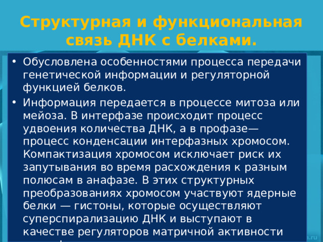 Структурная и функциональная связь ДНК с белками. Обусловлена особенностями процесса передачи генетической информации и регуляторной функцией белков. Информация передается в процессе митоза или мейоза. В интерфазе происходит процесс удвоения количества ДНК, а в профазе— процесс конденсации интерфазных хромосом. Компактизация хромосом исключает риск их запутывания во время расхождения к разным полюсам в анафазе. В этих структурных преобразованиях хромосом участвуют ядерные белки — гистоны, которые осуществляют суперспирализацию ДНК и выступают в качестве регуляторов матричной активности интерфазных хромосом. 