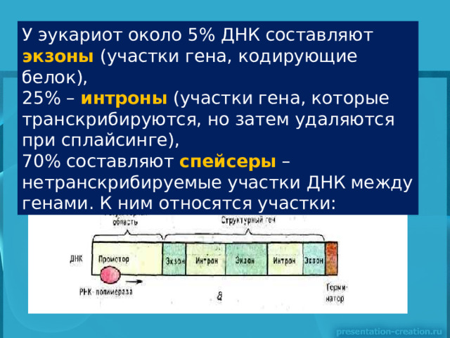  У эукариот около 5% ДНК составляют экзоны (участки гена, кодирующие белок), 25% – интроны (участки гена, которые транскрибируются, но затем удаляются при сплайсинге), 70% составляют спейсеры  – нетранскрибируемые участки ДНК между генами. К ним относятся участки: 