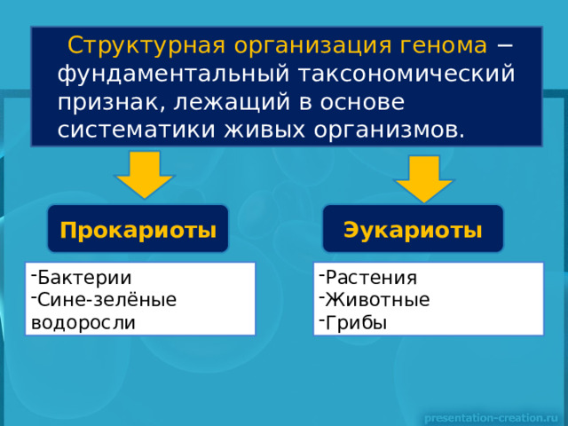  Структурная организация генома − фундаментальный таксономический признак, лежащий в основе систематики живых организмов. Прокариоты Эукариоты Бактерии Сине-зелёные водоросли Растения Животные Грибы 