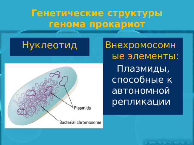 Генетические структуры генома прокариот Нуклеотид Внехромосомные элементы:  Плазмиды, способные к автономной репликации 