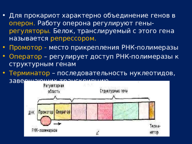 Для прокариот характерно объединение генов в оперон. Работу оперона регулируют гены- регуляторы. Белок, транслируемый с этого гена называется репрессором. Промотор - место прикрепления РНК-полимеразы Оператор – регулирует доступ РНК-полимеразы к структурным генам Терминатор – последовательность нуклеотидов, завершающих транскрипцию.  