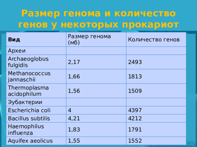 Размер генома и количество генов у некоторых прокариот Вид Размер генома (мб) Археи Количество генов Archaeoglobus fulgidis 2,17 Methanococcus jannaschii 2493 1,66 Thermoplasma acidophilum 1,56 Эубактерии 1813 1509 Escherichia coli 4 Bacillus subtilis 4397 4,21 Haemophilus influenza 1,83 4212 Aquifex aeolicus 1791 1,55 1552 