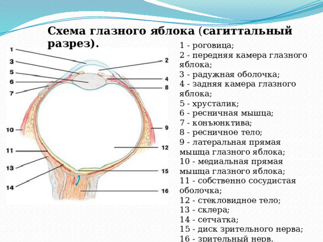 Схема глазного яблока ( сагиттальный разрез). 1 - роговица;  2 - передняя камера глазного яблока;  3 - радужная оболочка;  4 - задняя камера глазного яблока;  5 - хрусталик;  6 - ресничная мышца;  7 - конъюнктива;  8 - ресничное тело;  9 - латеральная прямая мышца глазного яблока;  10 - медиальная прямая мышца глазного яблока;  11 - собственно сосудистая оболочка;  12 - стекловидное тело;  13 - склера;  14 - сетчатка;  15 - диск зрительного нерва;  16 - зрительный нерв. 