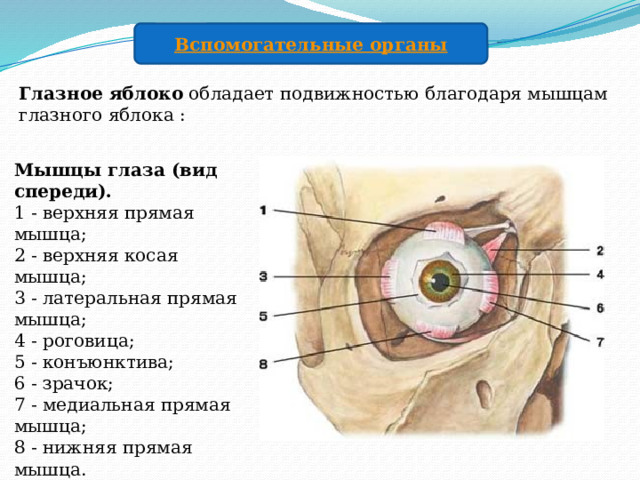 Глазное яблоко обладает подвижностью благодаря мышцам глазного яблока : Мышцы глаза  (вид спереди).  1 - верхняя прямая мышца;  2 - верхняя косая мышца;  3 - латеральная прямая мышца;  4 - роговица;  5 - конъюнктива;  6 - зрачок;  7 - медиальная прямая мышца;  8 - нижняя прямая мышца. 