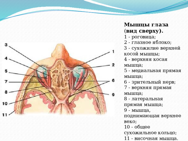 Мышцы глаза ( вид сверху).  1 - роговица;  2 - глазное яблоко;  3 - сухожилие верхней косой мышцы;  4 - верхняя косая мышца;  5 - медиальная прямая мышца;  6 - зрительный нерв;  7 - верхняя прямая мышца;  8 - латеральная прямая мышца;  9 - мышца, поднимающая верхнее веко;  10 - общее сухожильное кольцо;  11 - височная мышца. 