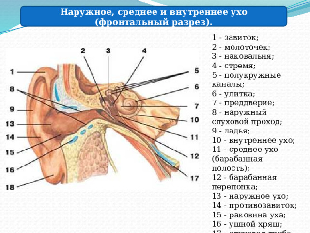 Наружное, среднее и внутреннее ухо (фронтальный разрез). 1 - завиток;  2 - молоточек;  3 - наковальня;  4 - стремя;  5 - полукружные каналы;  6 - улитка;  7 - преддверие;  8 - наружный слуховой проход;  9 - ладья;  10 - внутреннее ухо;  11 - среднее ухо (барабанная полость);  12 - барабанная перепонка;  13 - наружное ухо;  14 - противозавиток;  15 - раковина уха;  16 - ушной хрящ;  17 - слуховая труба;  18 - ушная долька. 