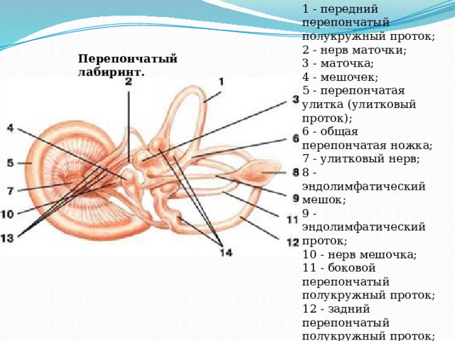 1 - передний перепончатый полукружный проток;  2 - нерв маточки;  3 - маточка;  4 - мешочек;  5 - перепончатая улитка (улитковый проток);  6 - общая перепончатая ножка;  7 - улитковый нерв;  8 - эндолимфатический мешок;  9 - эндолимфатический проток;  10 - нерв мешочка;  11 - боковой перепончатый полукружный проток;  12 - задний перепончатый полукружный проток;  13 - нервы ампул;  14 - ампулярные концы перепончатых полукружных протоков. Перепончатый лабиринт. 
