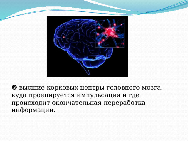 ❸ высшие корковых центры головного мозга, куда проецируется импульсация и где происходит окончательная переработка информации. 