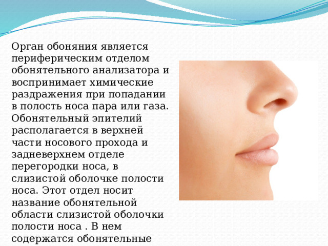 Орган обоняния является периферическим отделом обонятельного анализатора и воспринимает химические раздражения при попадании в полость носа пара или газа. Обонятельный эпителий располагается в верхней части носового прохода и задневерхнем отделе перегородки носа, в слизистой оболочке полости носа. Этот отдел носит название обонятельной области слизистой оболочки полости носа . В нем содержатся обонятельные железы. 