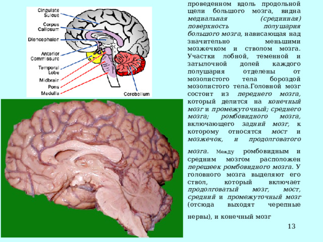На срединном сагиттальном разрезе головного мозга, проведенном вдоль продольной щели большого мозга, видна медиальная (срединная) поверхность полушария большого мозга, нависающая над значительно меньшими мозжечком и стволом мозга. Участки лобной, теменной и затылочной долей каждого полушария отделены от мозолистого тела бороздой мозолистого тела.Головной мозг состоит из переднего мозга, который делится на конечный мозг и промежуточный; среднего мозга; ромбовидного мозга, включающего задний мозг, к которому относятся мост и мозжечок, и продолговатого мозга. Меж ду  ромбовидным и средним мозгом расположен перешеек ромбовидного мозга. У головного мозга выделяют его ствол, который включает продолговатый мозг, мост, средний и промежуточный мозг (отсюда выходят черепные нервы), и конечный мозг   