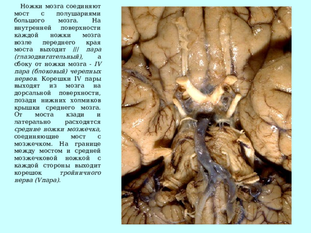 Ножки мозга соединяют мост с полушариями большого мозга. На внутренней поверхности каждой ножки мозга возле переднего края моста выходит /// пара (глазодвигательный), а сбоку от ножки мозга - IV пара (блоковый) черепных нервов. Корешки IV пары выходят из мозга на дорсальной поверхности, позади нижних холмиков крышки среднего мозга. От моста кзади и латерально расходятся средние ножки мозжечка, соединяющие мост с мозжечком. На границе между мостом и средней мозжечковой ножкой с каждой стороны выходит корешок тройничного нерва (Vпара).  