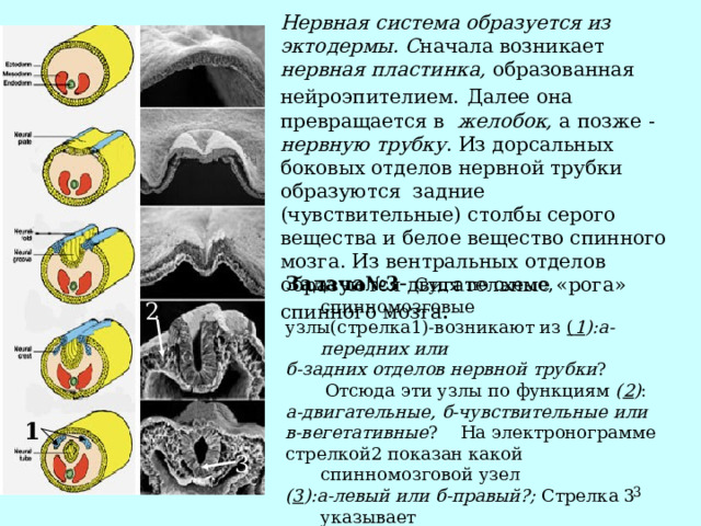 Нервная система образуется из эктодермы. С начала возникает нервная пластинка, образованная нейроэпителием.  Далее она превращается в желобок, а позже - нервную трубку . Из дорсальных боковых отделов нервной трубки образуются задние (чувствительные) столбы серого вещества и белое вещество спинного мозга. Из вентральных отделов образуются двигательные «рога» спинного мозга . Задача№3 - Судя по схеме, спинномозговые узлы(стрелка1)-возникают из ( 1 ):а-передних или б-задних отделов нервной трубки ?  Отсюда эти узлы по функциям ( 2 ) : а-двигательные, б-чувствительные или в-вегетативные ? На электронограмме стрелкой2 показан какой спинномозговой узел ( 3 ):а-левый или б-правый?; Стрелка 3 указывает  на (4):  а-дорсальный или б-вентральный отдел  трубки ? 2 2 1 3  