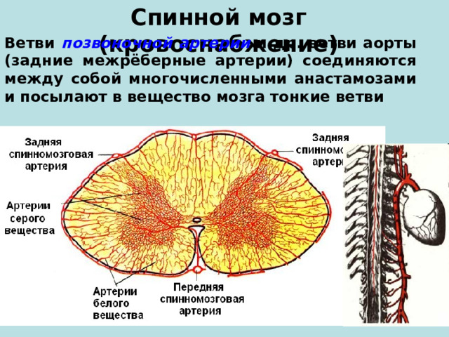 Спинной мозг (кровоснабжение) Ветви позвоночной артерии и др. ветви аорты (задние межрёберные артерии) соединяются между собой многочисленными анастамозами и посылают в вещество мозга тонкие ветви 