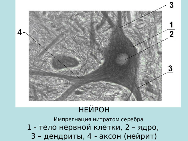 НЕЙРОН  Импрегнация нитратом серебра  1 - тело нервной клетки, 2 – ядро , 3 – дендриты , 4 - аксон (нейрит) 