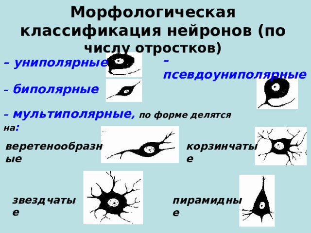 Морфологическая классификация нейронов (по числу отростков) – псевдоуниполярные – униполярные – биполярные – мультиполярные , по форме делятся на : веретенообразные корзинчатые звездчатые пирамидные 