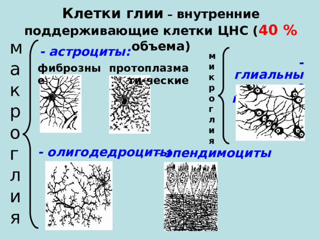 Клетки глии – внутренние поддерживающие клетки ЦНС ( 40 % объема) макроглия  - астроциты : микроглия - глиальные макрофаги фиброзные протоплазмати-ческие - олигодедроциты - эпендимоциты 