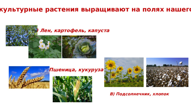 Какие культурные растения выращивают на полях нашего края? А) Лен, картофель, капуста Б)Пшеница, кукуруза В) Подсолнечник, хлопок 
