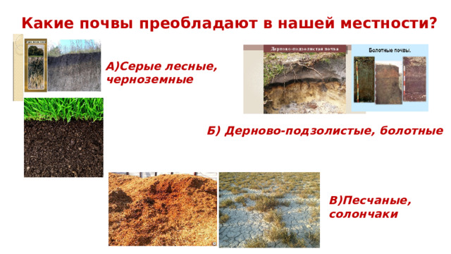 Какие почвы преобладают в нашей местности? А)Серые лесные, черноземные Б) Дерново-подзолистые, болотные В)Песчаные, солончаки 
