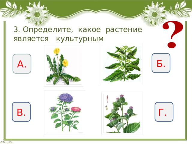 3. Определите, какое растение является культурным Б. А. В. Г. 