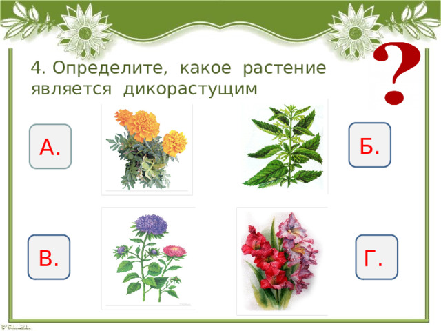 4. Определите, какое растение является дикорастущим Б. А. В. Г. 