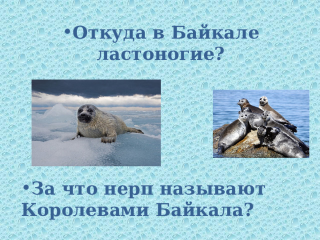 Откуда в Байкале ластоногие? За что нерп называют Королевами Байкала? 