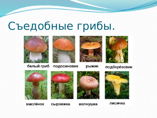 Съедобные грибы. 