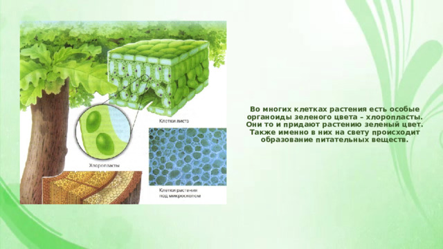 Во многих клетках растения есть особые органоиды зеленого цвета – хлоропласты. Они то и придают растению зеленый цвет. Также именно в них на свету происходит образование питательных веществ. 