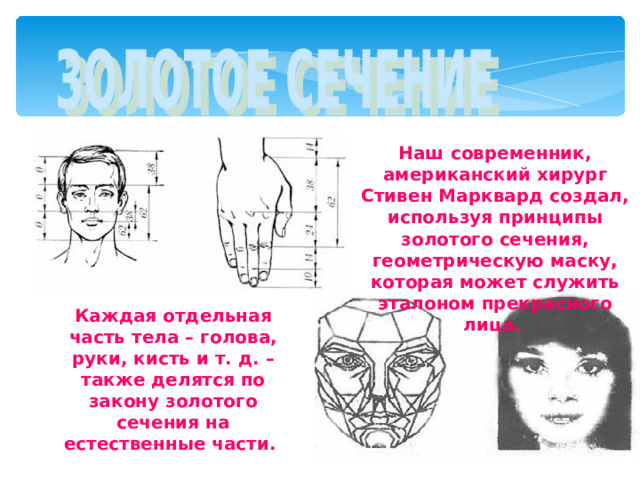 Н аш современник, американский хирург Стивен Марквард создал, используя принципы золотого сечения, геометрическую маску, которая может служить эталоном прекрасного лица.  Каждая отдельная часть тела – голова, руки, кисть и т. д. – также делятся по закону золотого сечения на естественные части.  