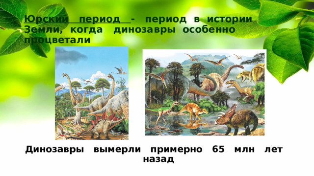Юрский период - период в истории Земли, когда динозавры особенно процветали Динозавры вымерли примерно 65 млн лет назад 