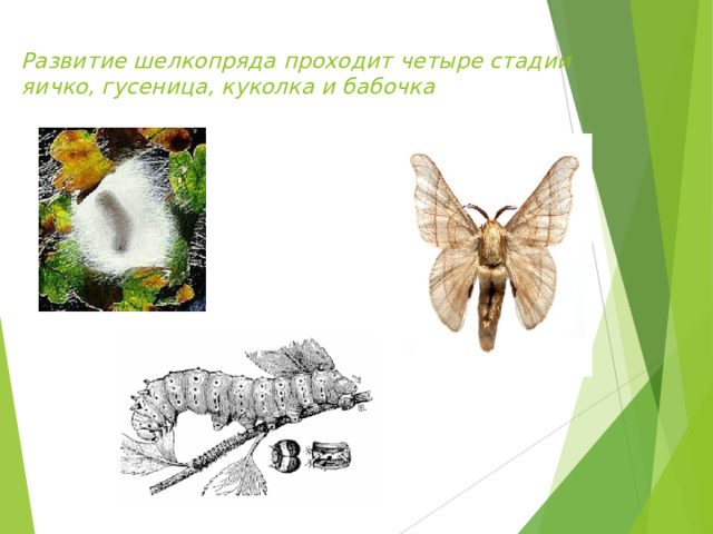 Развитие шелкопряда проходит четыре стадии  яичко, гусеница, куколка и бабочка   